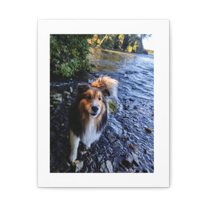 Open image in slideshow, Canvas Print - Vinnie the Sheltie at River Rapids in Ottawa
