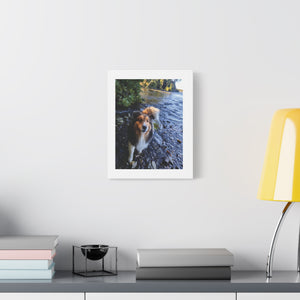 Canvas Print - Vinnie the Sheltie at River Rapids in Ottawa