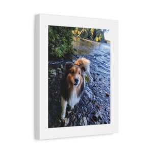 Canvas Print - Vinnie the Sheltie at River Rapids in Ottawa